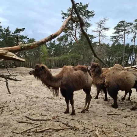 Holiday home Met 3 Slaapkamers In Bosrijke Omgeving Doornspijk